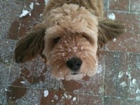 イ・ヒョリは1月31日、自身のツイッターに「雪犬」という短いコメントと共に1枚の写真を投稿した。写真には、背中や顔に雪が積もったまま、飼い主イ・ヒョリを見つめている愛犬スンシムが収められている。写真=イ・ヒョリのツイッター