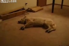 JYJジェジュン、犬のおもしろ動画でリラックス