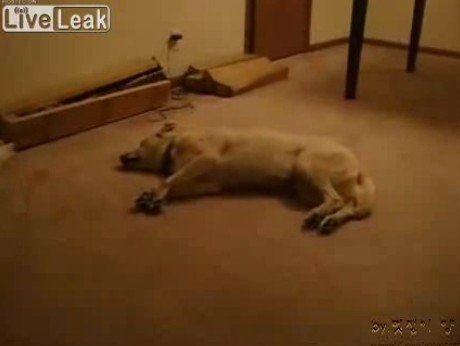 JYJのキム・ジェジュンが犬のおもしろ動画を楽しんだ。