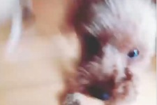 KARAのニコルが愛犬モカとチーノの元気溢れる映像を公開した。写真＝ニコルのinstagramより