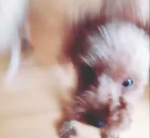 KARAのニコルが愛犬モカとチーノの元気溢れる映像を公開した。写真＝ニコルのinstagramより