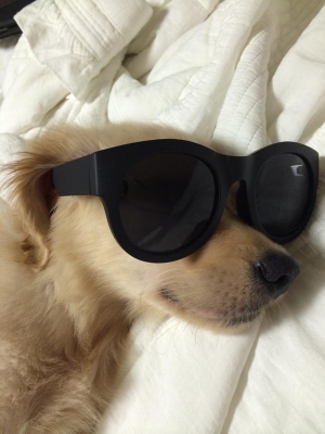 CNBLUEのイ・ジョンシンが愛犬シンバの写真を公開し、視線を集めている。写真＝イ・ジョンシンのツイッター