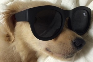 CNBLUEのイ・ジョンシンが愛犬シンバの写真を公開し、視線を集めている。写真＝イ・ジョンシンのツイッター