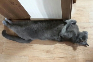 2PMチャンソン、愛猫チョンガミの寝顔を公開