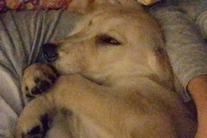 CNBLUEジョンシン、愛犬シンバのキュートな寝姿公開「僕にそっくり」