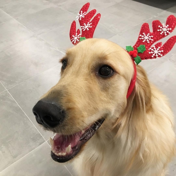 CNBLUEのイ･ジョンシンが、クリスマスに愛犬シンバのキュートなショットをプレゼントした。