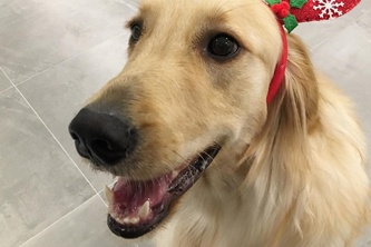 CNBLUEイ･ジョンシンの愛犬シンバ、クリスマスのトナカイに変身!